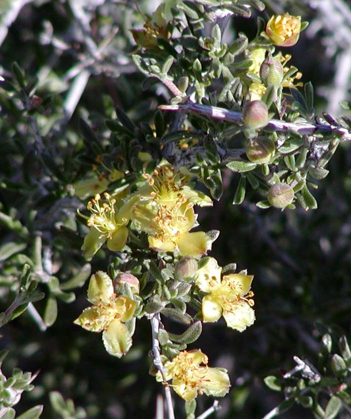 Blackbrush (Coleogyne ramosissima) - PlantNative.org Close-up of Blackbrush (Coleogyne ramosissima) flowers showing four pale yellow sepals and numerous stamens