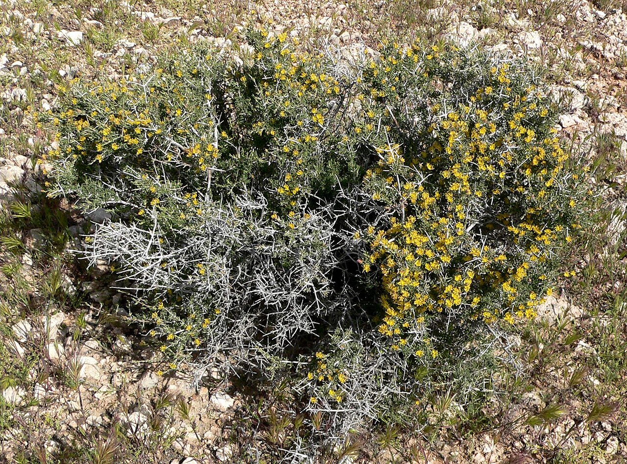 Blackbrush (Coleogyne ramosissima) - PlantNative.org Whole-shrub form of Blackbrush (Coleogyne ramosissima) showing dense, rounded, tangled branching with yellow flowers