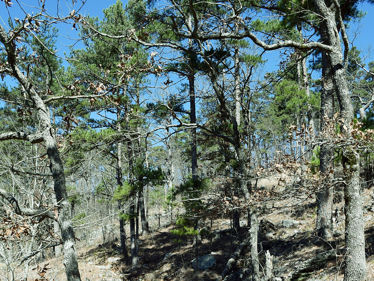 Blackjack Oak (Quercus marilandica) - PlantNative.org Blackjack Oak (Quercus marilandica) growing among shortleaf pine on a dry, rocky ridge in the Ouachita Mountains
