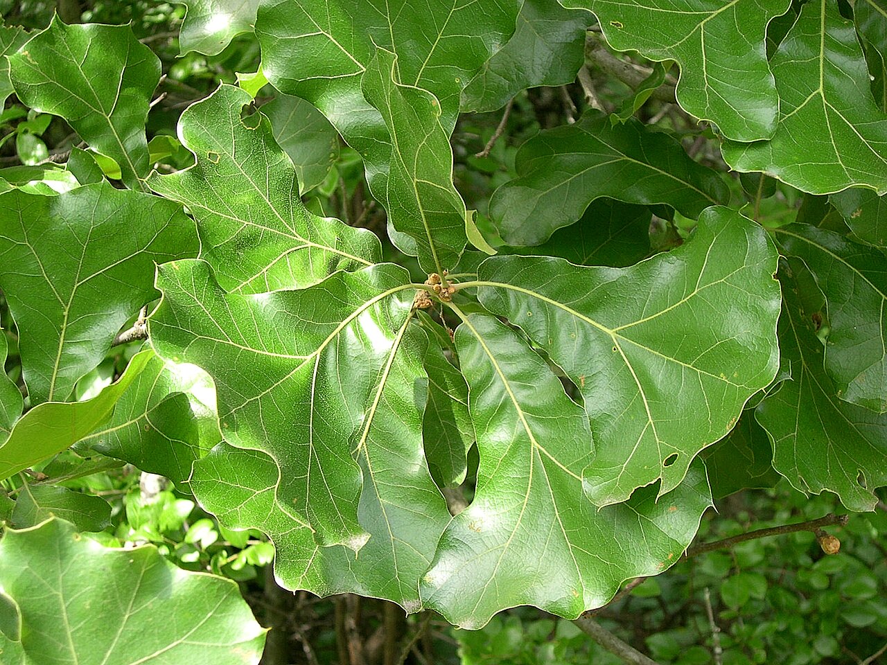 Blackjack Oak (Quercus marilandica) - PlantNative.org Close-up of Blackjack Oak (Quercus marilandica) glossy, leathery, broadly wedge-shaped leaves with three shallow bristle-tipped lobes