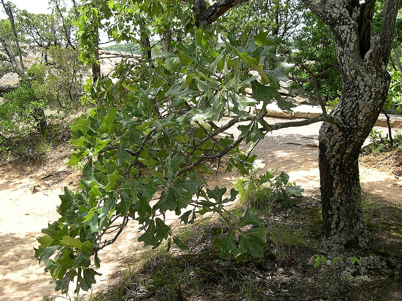 Blackjack Oak (Quercus marilandica) - PlantNative.org Blackjack Oak (Quercus marilandica) multi-trunked tree with dark blocky bark and broad leathery leaves growing on a rocky outcrop