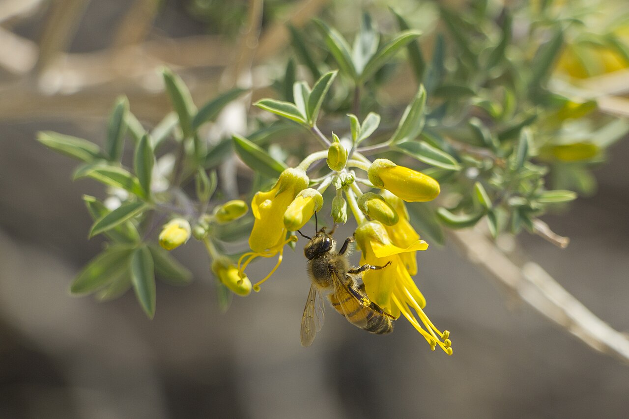 Bladderpod (Peritoma arborea) - PlantNative.org Close-up of yellow Bladderpod (Peritoma arborea) flowers with a honeybee gathering nectar, Rattlesnake Canyon, California