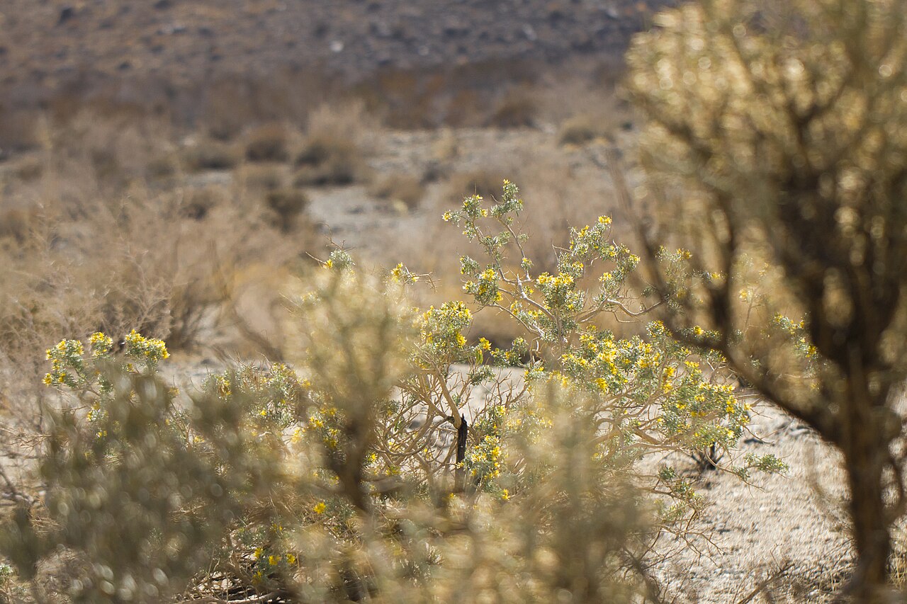Bladderpod (Peritoma arborea) - PlantNative.org Bladderpod (Peritoma arborea) shrubs in bloom with scattered yellow flowers in desert habitat, Wilson Canyon, Joshua Tree National Park