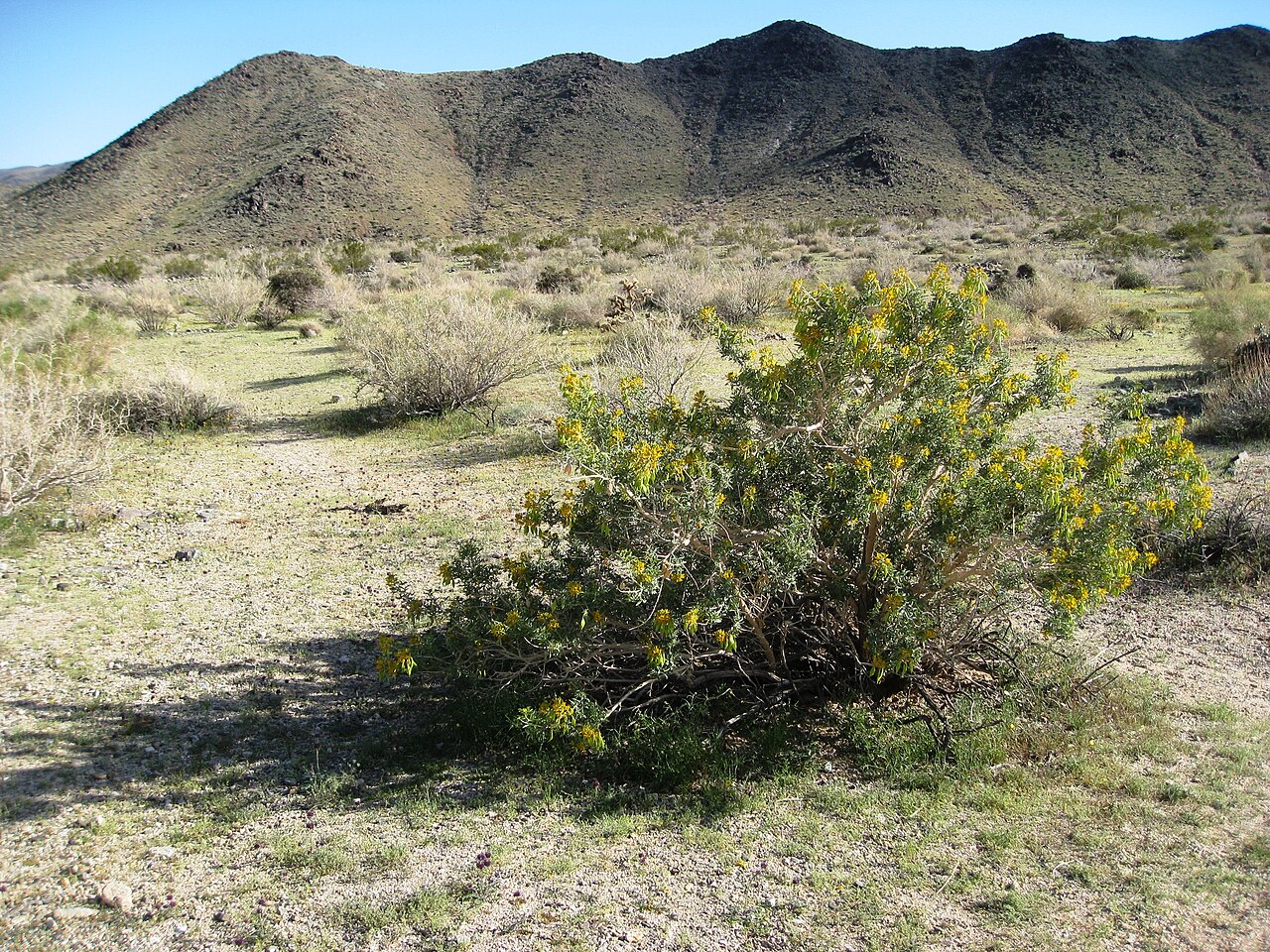 Bladderpod (Peritoma arborea) - PlantNative.org Bladderpod (Peritoma arborea) shrub in bloom with yellow flowers against a desert mountain backdrop in Joshua Tree National Park, California