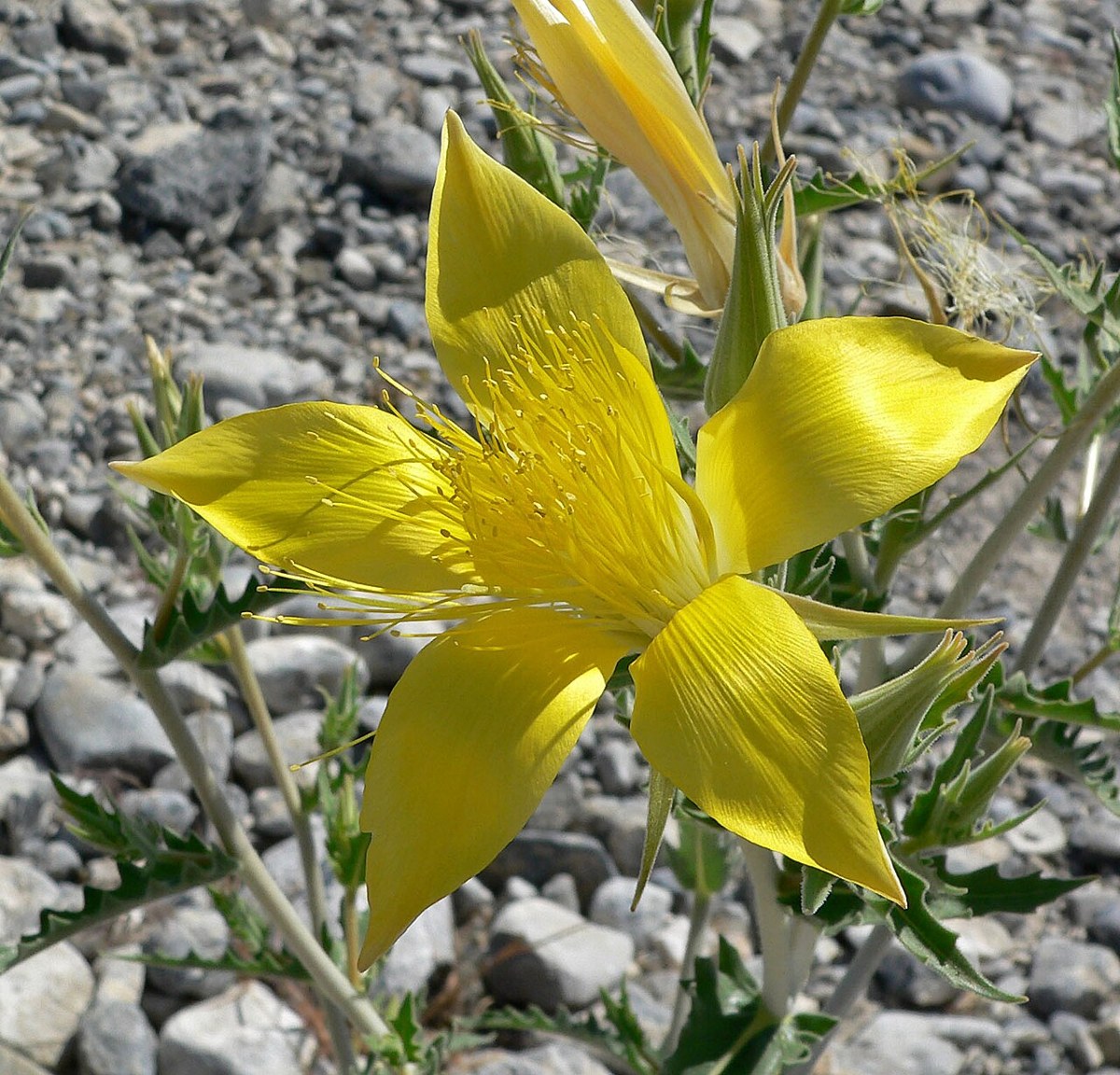 Close-up of a blazing star (Mentzelia laevicaulis) flower showing five broad yellow petals and a dense cluster of golden stamens