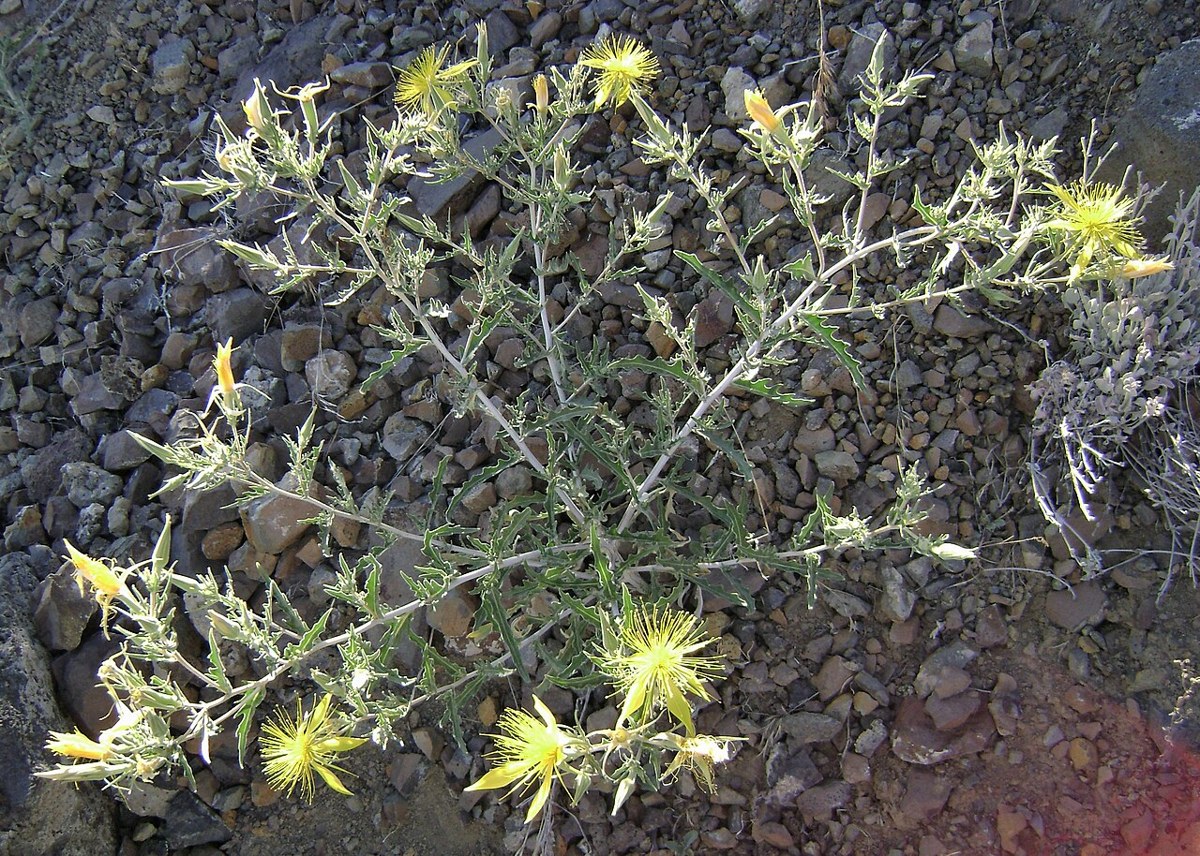 Blazing star (Mentzelia laevicaulis) plant sprawling across volcanic gravel with numerous yellow flowers and star-shaped seed heads