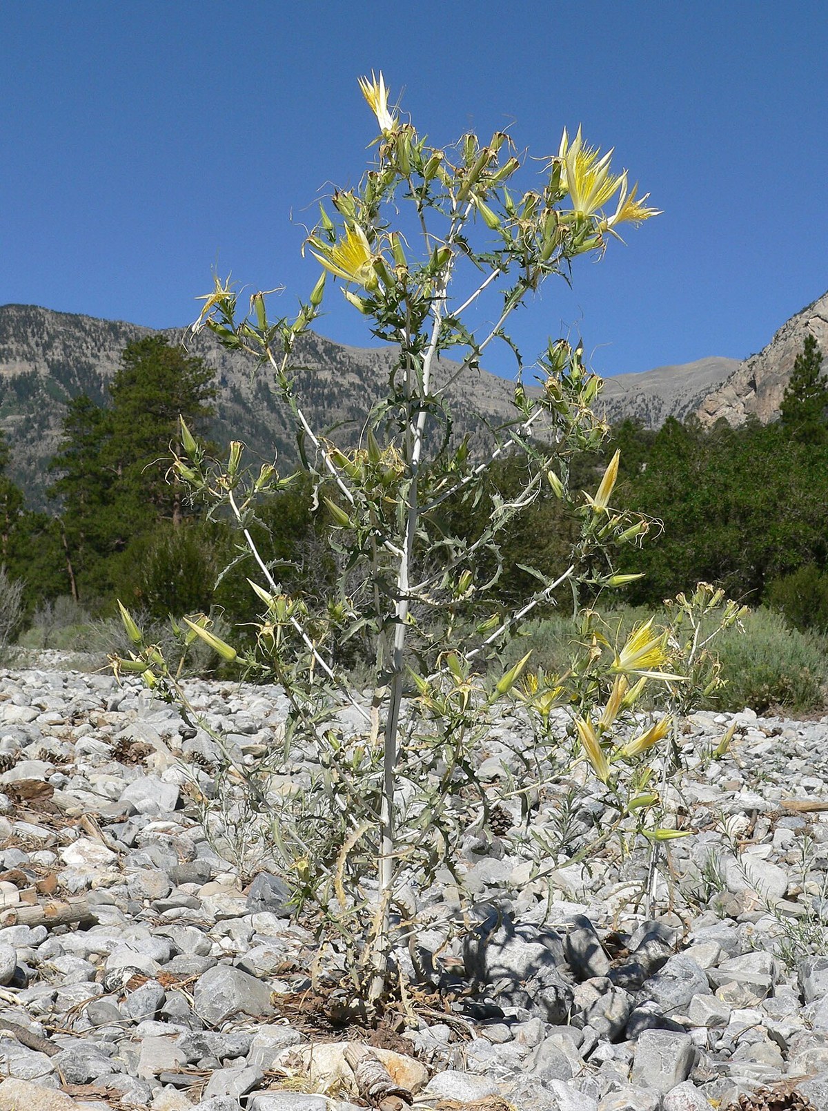 Blazing star (Mentzelia laevicaulis) whole plant with pale stems and bright yellow flowers growing among rocky talus with mountains behind