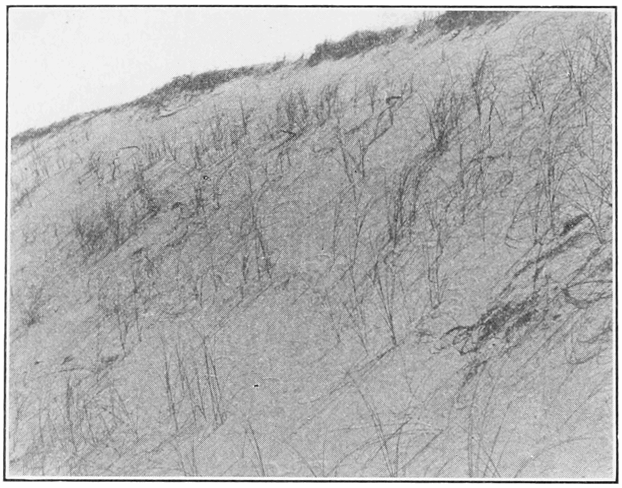 A sand dune blowout slope partially stabilized by scattered clumps of blowout grass