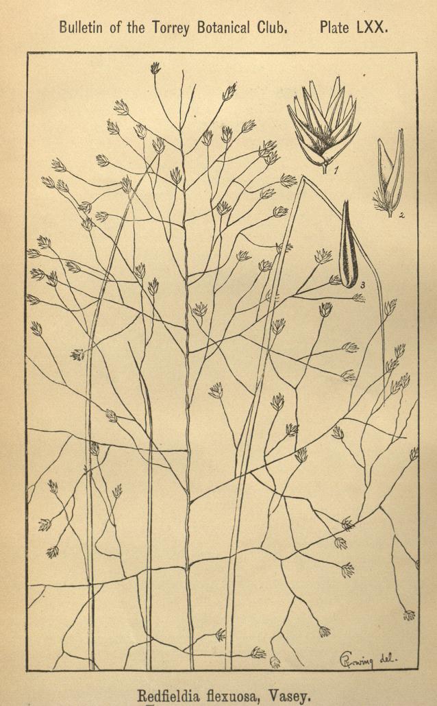 Botanical illustration of Redfieldia flexuosa showing the open panicle, spikelets, and floret detail