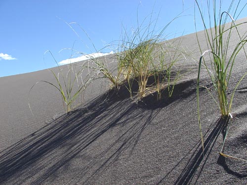 Blowout grass (Redfieldia flexuosa) clumps growing on an active sand dune with long rhizome-fed shadows