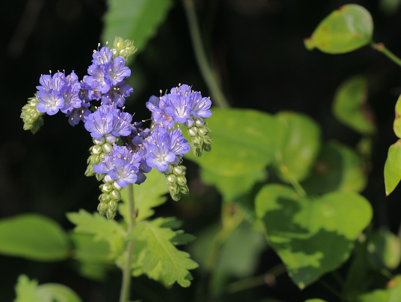 Close-up of blue curls (Phacelia congesta) flowers showing deeply lobed petals and long protruding stamens