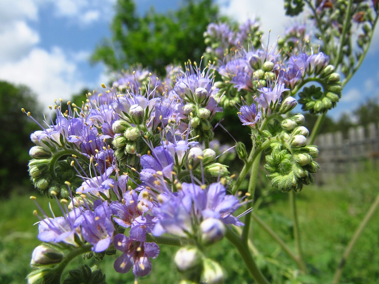 Blue curls (Phacelia congesta) flower clusters with coiled fiddlehead buds and protruding stamens