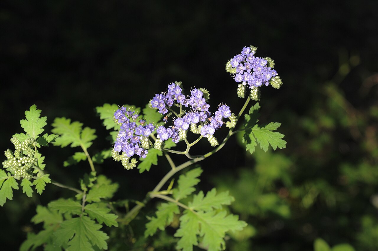 Blue curls (Phacelia congesta) showing deeply lobed, fern-like leaves and flower clusters