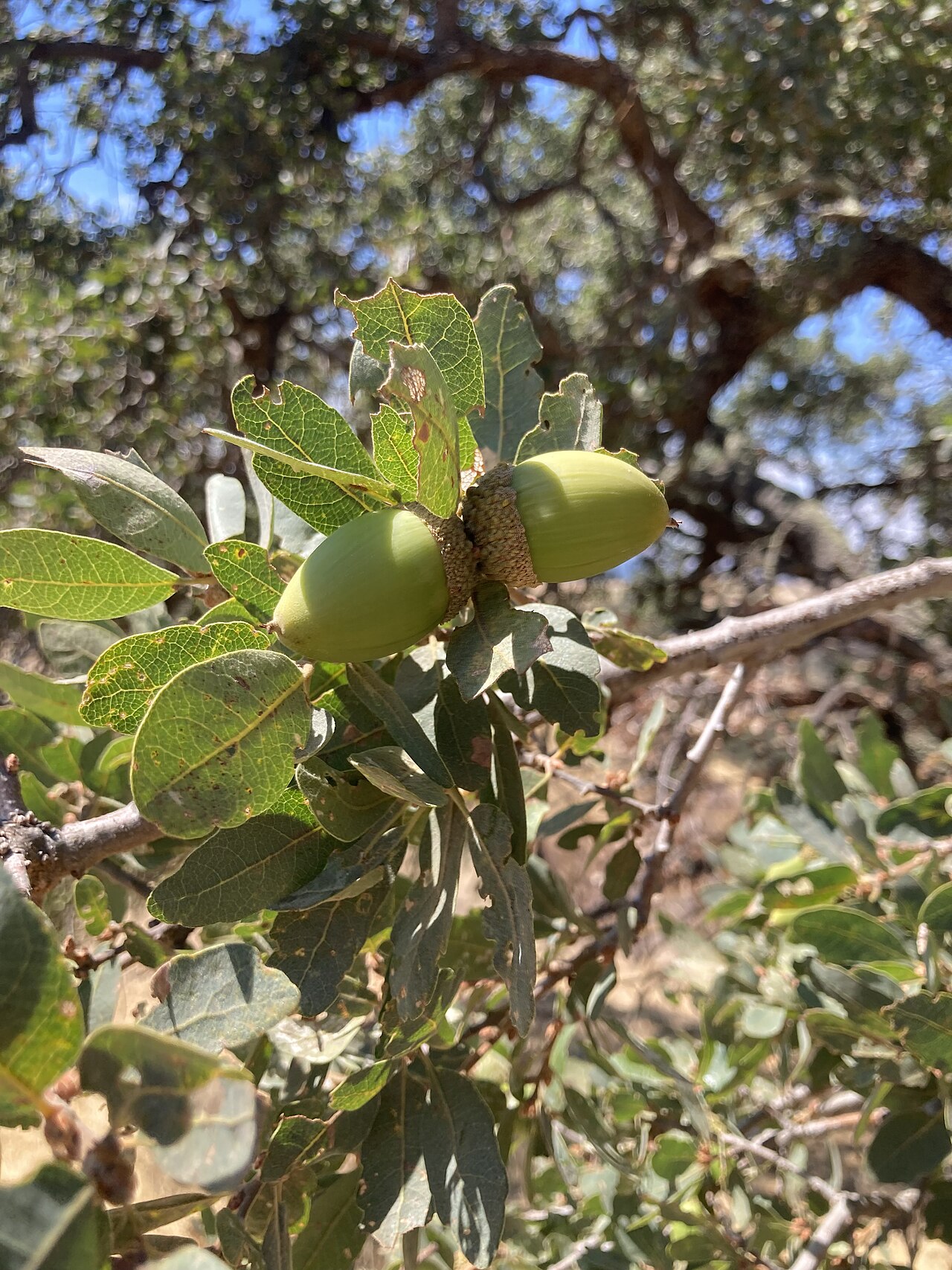 Blue Oak (Quercus douglasii) - PlantNative.org Paired narrow oval green acorns of Blue oak among shallowly lobed leaves on Mount Diablo