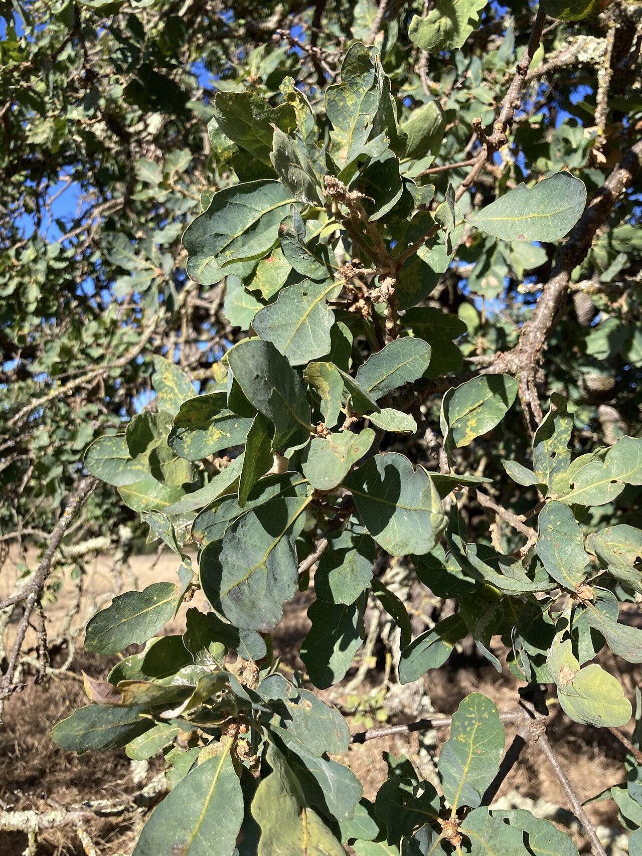 Blue Oak (Quercus douglasii) - PlantNative.org Close-up of blue-gray shallowly lobed Blue oak leaves on a branch at the Stanford Dish