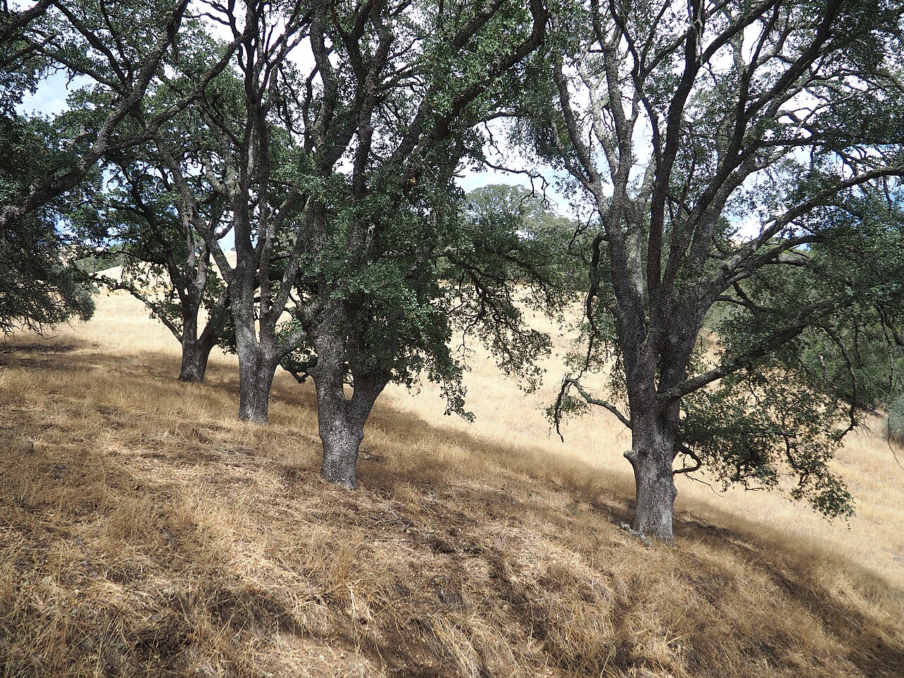 Blue Oak (Quercus douglasii) - PlantNative.org Blue oak (Quercus douglasii) woodland on a golden grass hillside at Mount Diablo, California