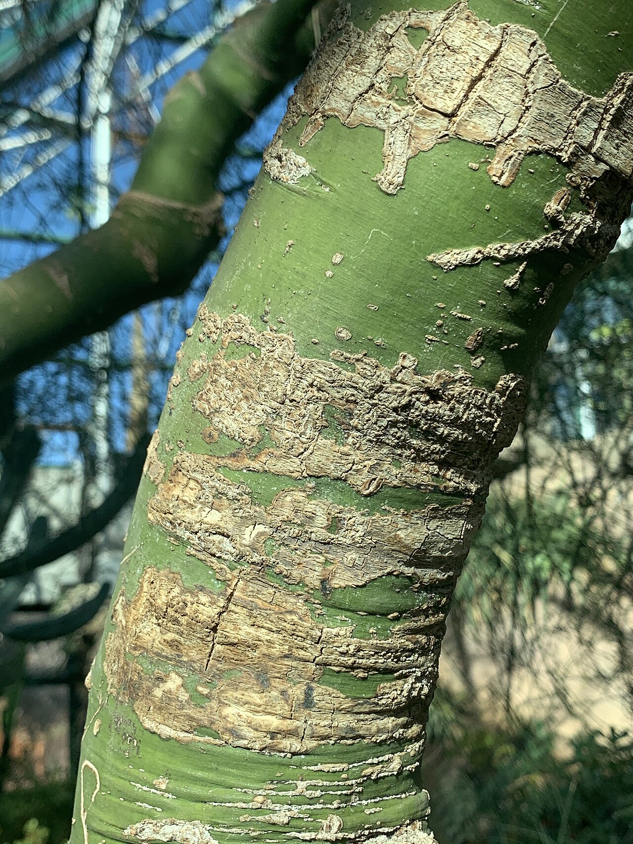 Close-up of the smooth blue-green, photosynthetic bark of blue palo verde (Parkinsonia florida)