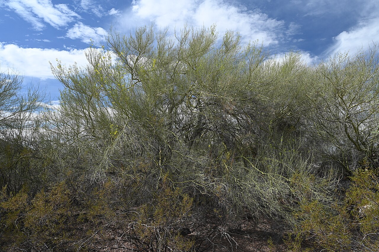 Blue palo verde (Parkinsonia florida) tree with smooth blue-green bark and spreading, nearly leafless branches in the Sonoran Desert
