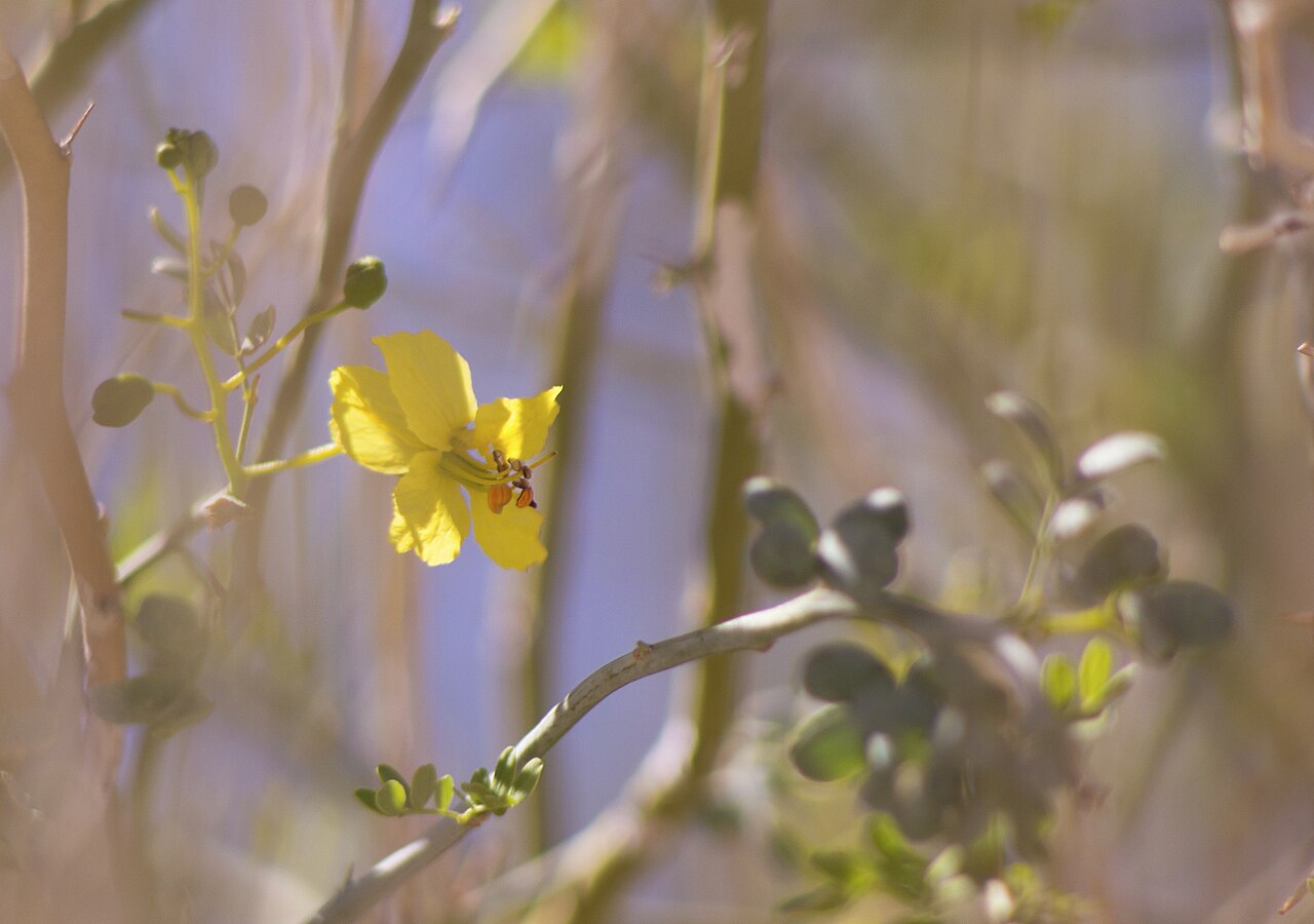 Close-up of a bright yellow blue palo verde (Parkinsonia florida) flower with faint reddish banner-petal markings