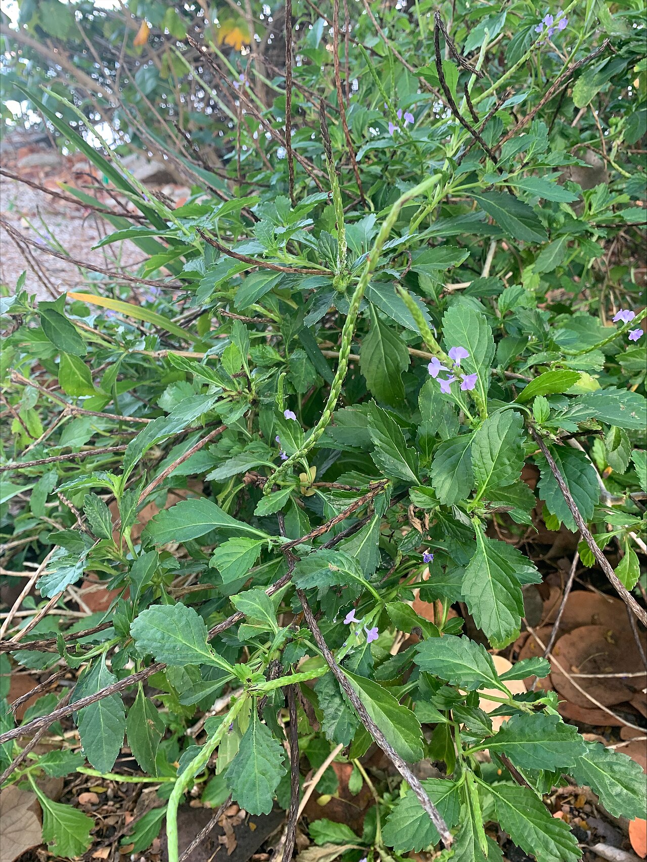 Blue Porterweed (Stachytarpheta jamaicensis) - PlantNative.org Blue porterweed (Stachytarpheta jamaicensis) low, sprawling subshrub with toothed leaves and small light-blue flowers growing in Sarasota, Florida