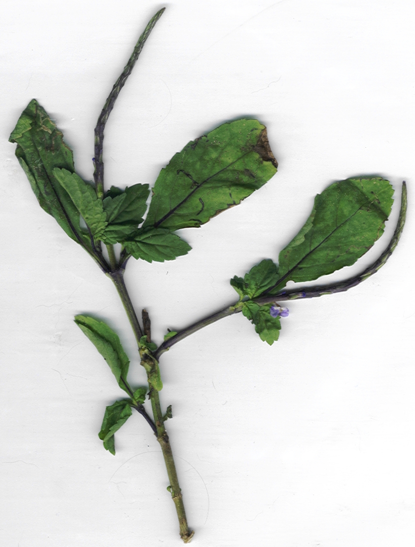 Blue Porterweed (Stachytarpheta jamaicensis) - PlantNative.org Pressed specimen of blue porterweed showing leaf shape, toothed margins, and a small light-blue flower