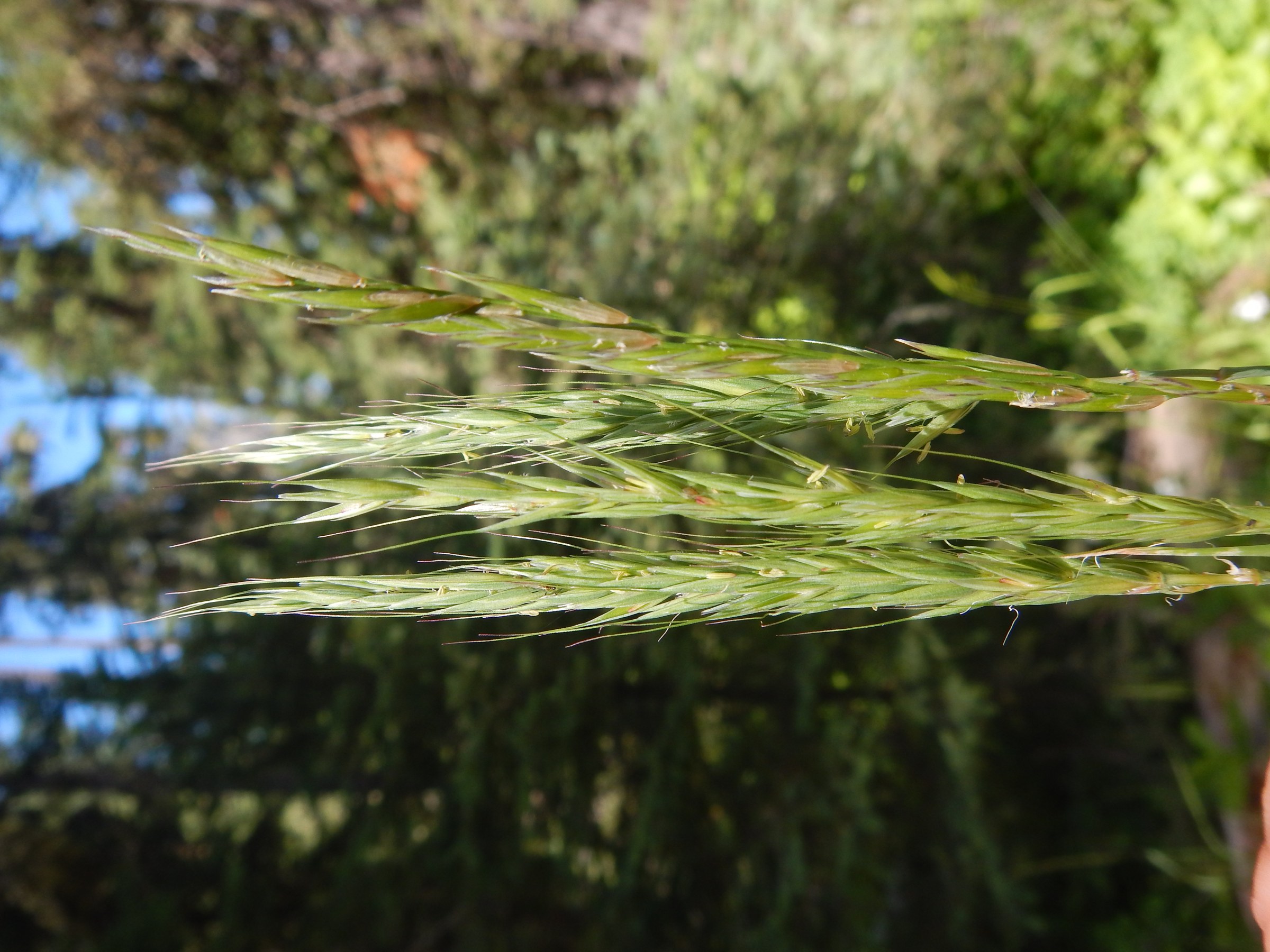 Blue Wildrye (Elymus glaucus) - PlantNative.org Blue wildrye (Elymus glaucus) seed heads rising above forest understory vegetation, showing the bristly awned spikelets