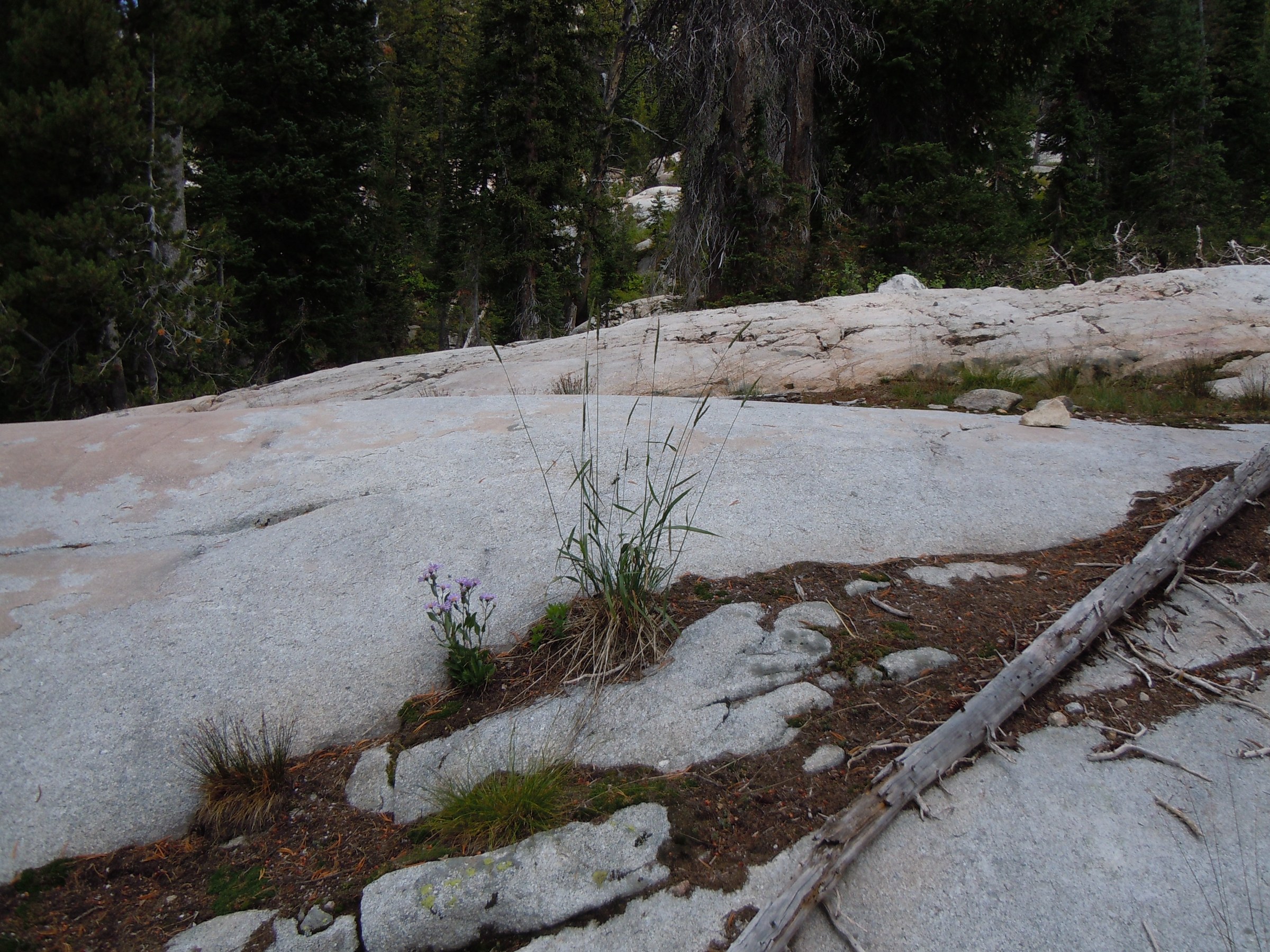 Blue Wildrye (Elymus glaucus) - PlantNative.org Blue wildrye growing in its typical rocky mountain habitat alongside wildflowers at a forest opening