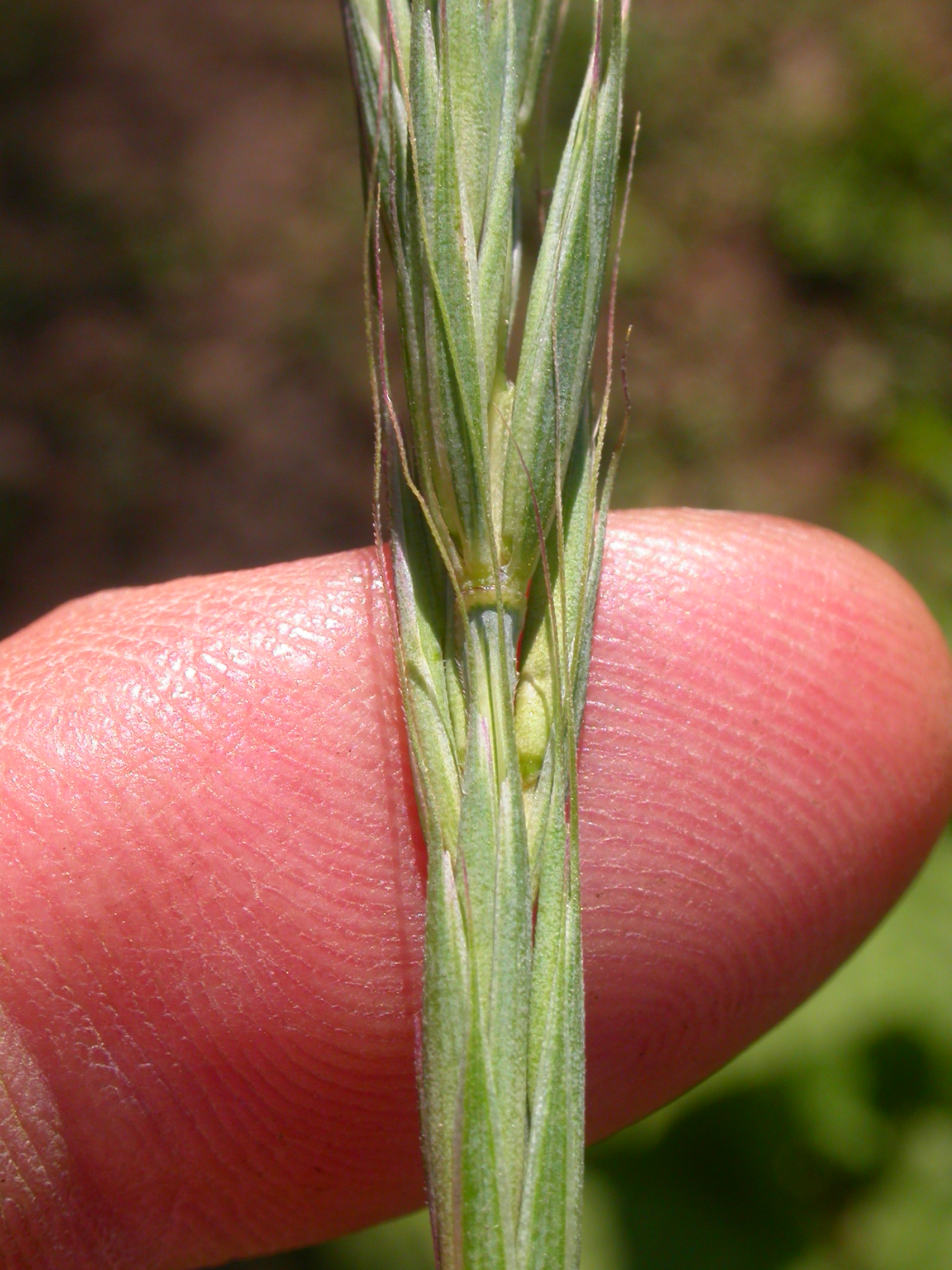 Blue Wildrye (Elymus glaucus) - PlantNative.org Close-up of blue wildrye spikelets showing the long bristly awns and palmately paired glumes at each node of the seed spike