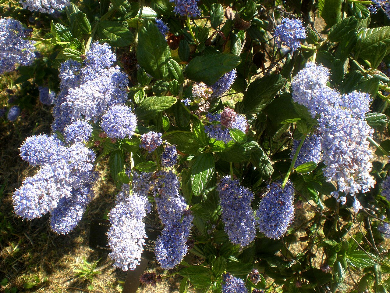 Close-up of blueblossom (Ceanothus thyrsiflorus) flower clusters and glossy three-veined leaves