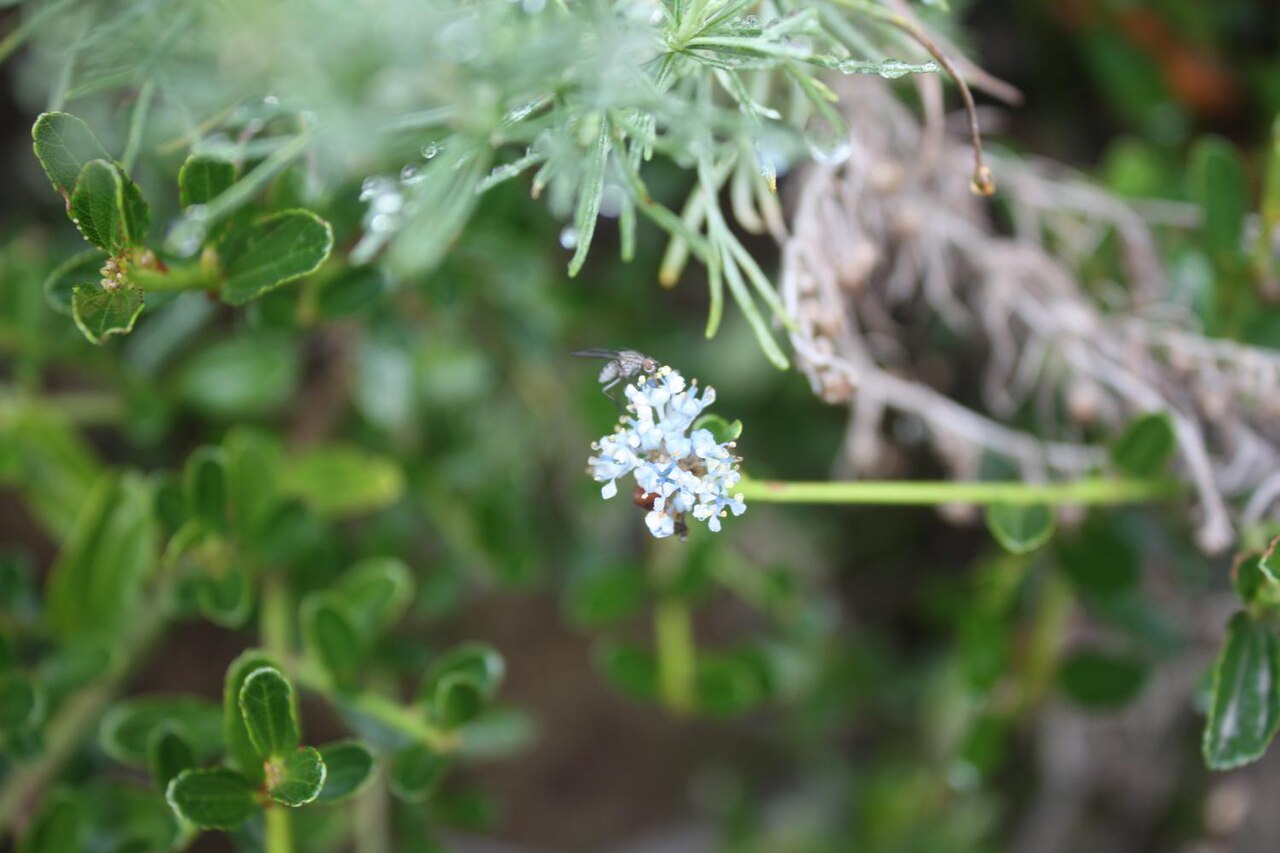 A small insect visiting a pale blue flower cluster of blueblossom (Ceanothus thyrsiflorus) on Sweeney Ridge, California