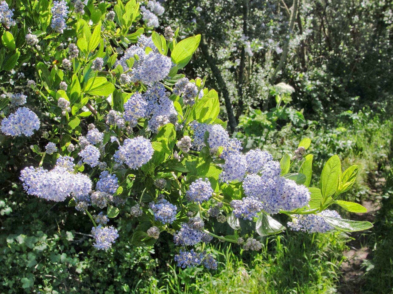 Blueblossom (Ceanothus thyrsiflorus) shrub covered in masses of pale blue flower clusters along the Point Reyes Fire Lane Trail, California