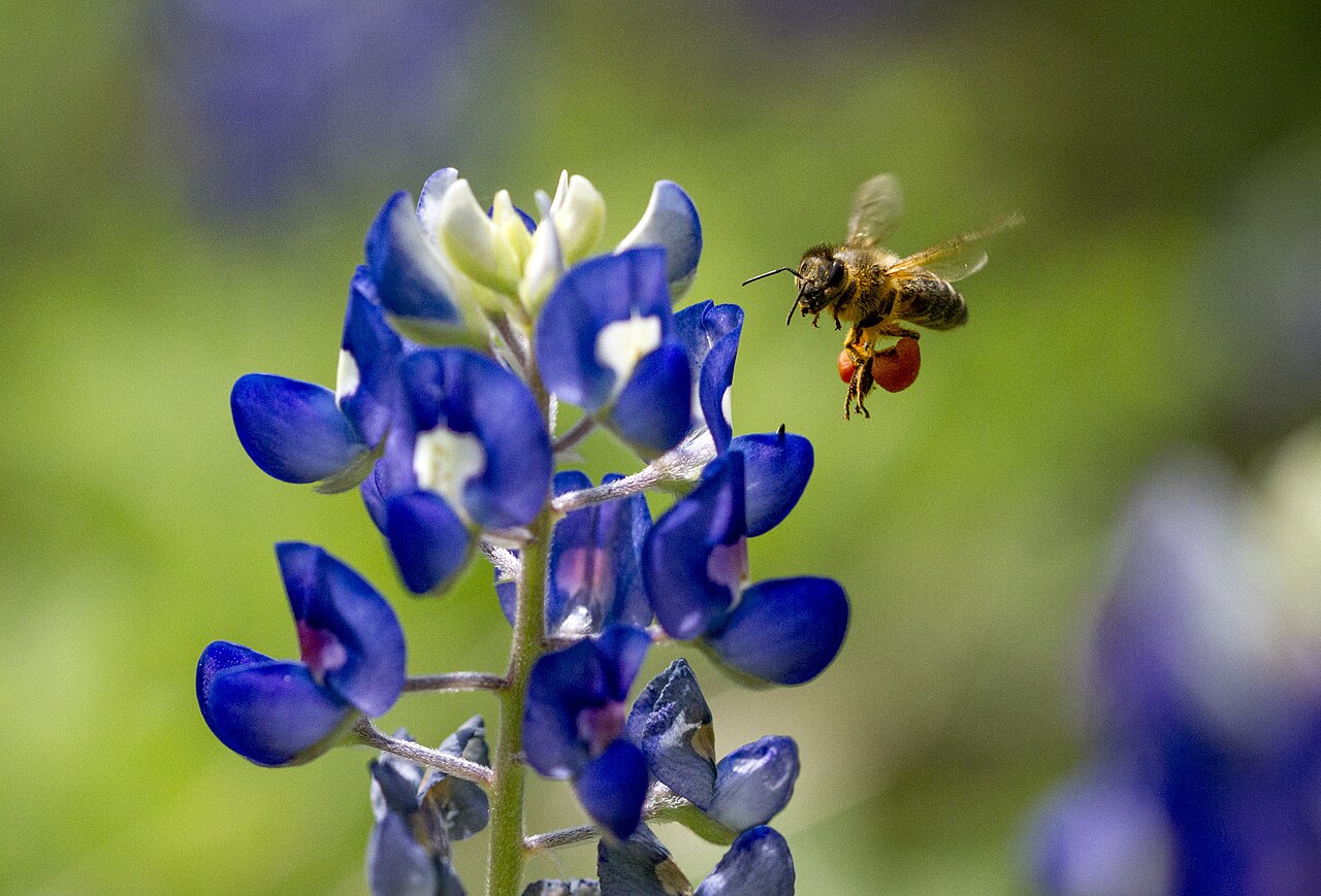 A honey bee visiting a Texas bluebonnet (Lupinus texensis) flower spike