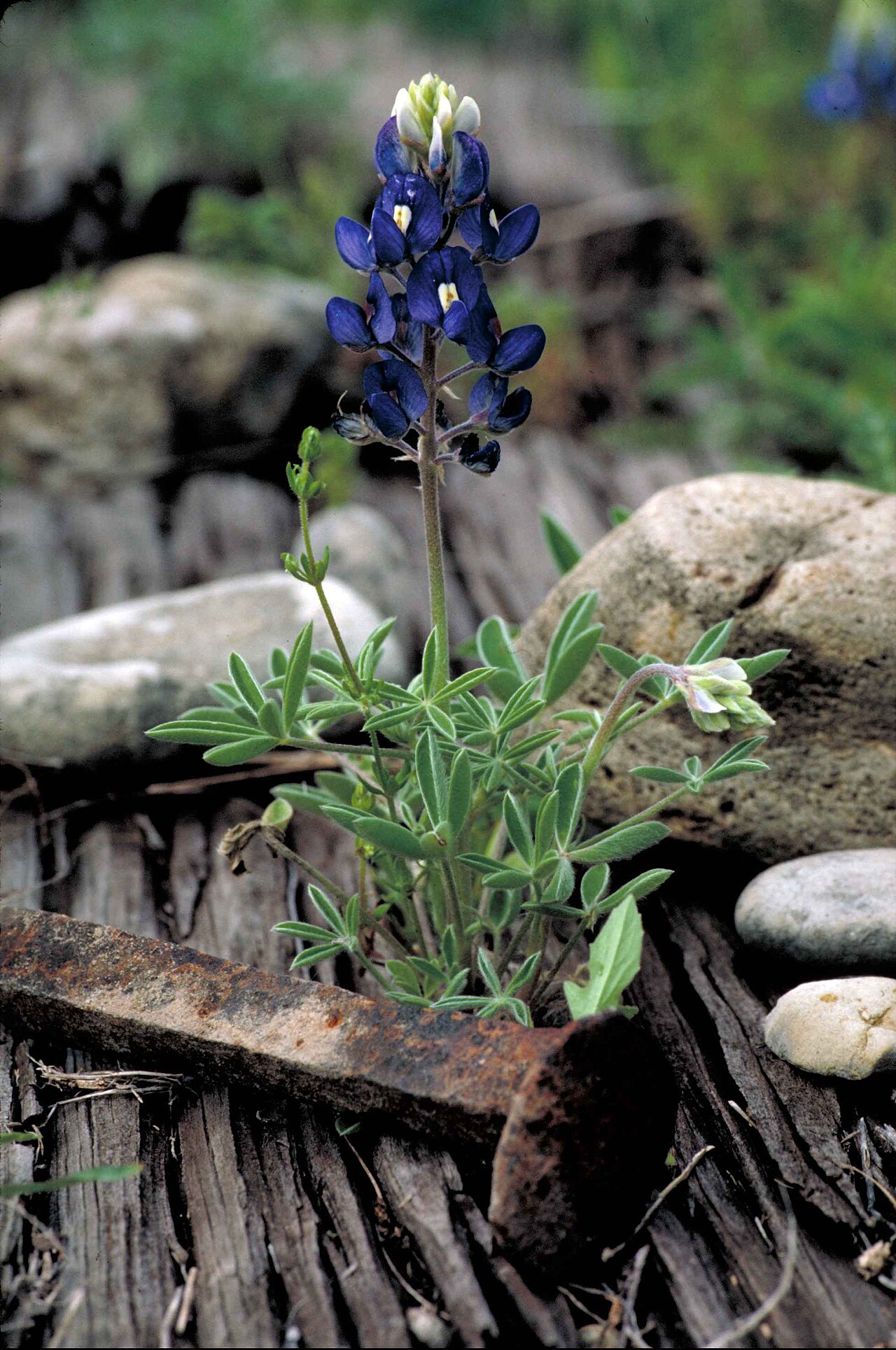 Close-up of a Texas bluebonnet (Lupinus texensis) flower spike showing palmate leaves and blue pea-like flowers with white tips