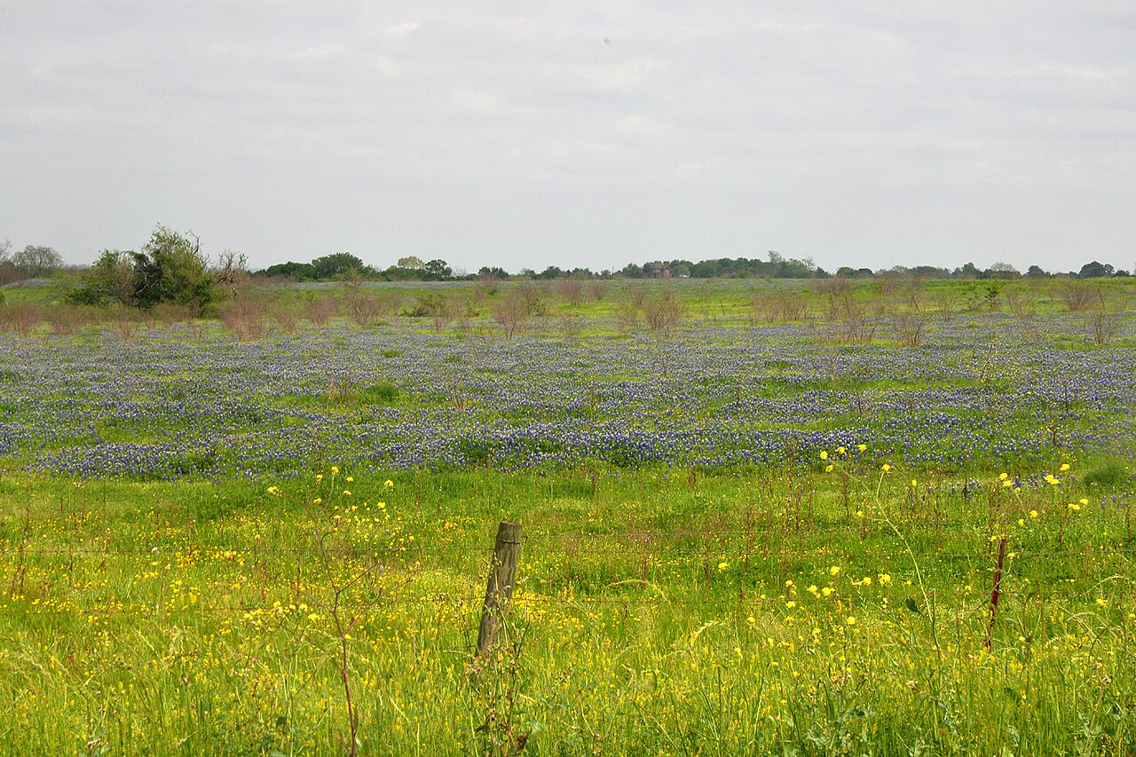 A field of Texas bluebonnet (Lupinus texensis) blooming blue across a grassy Texas pasture