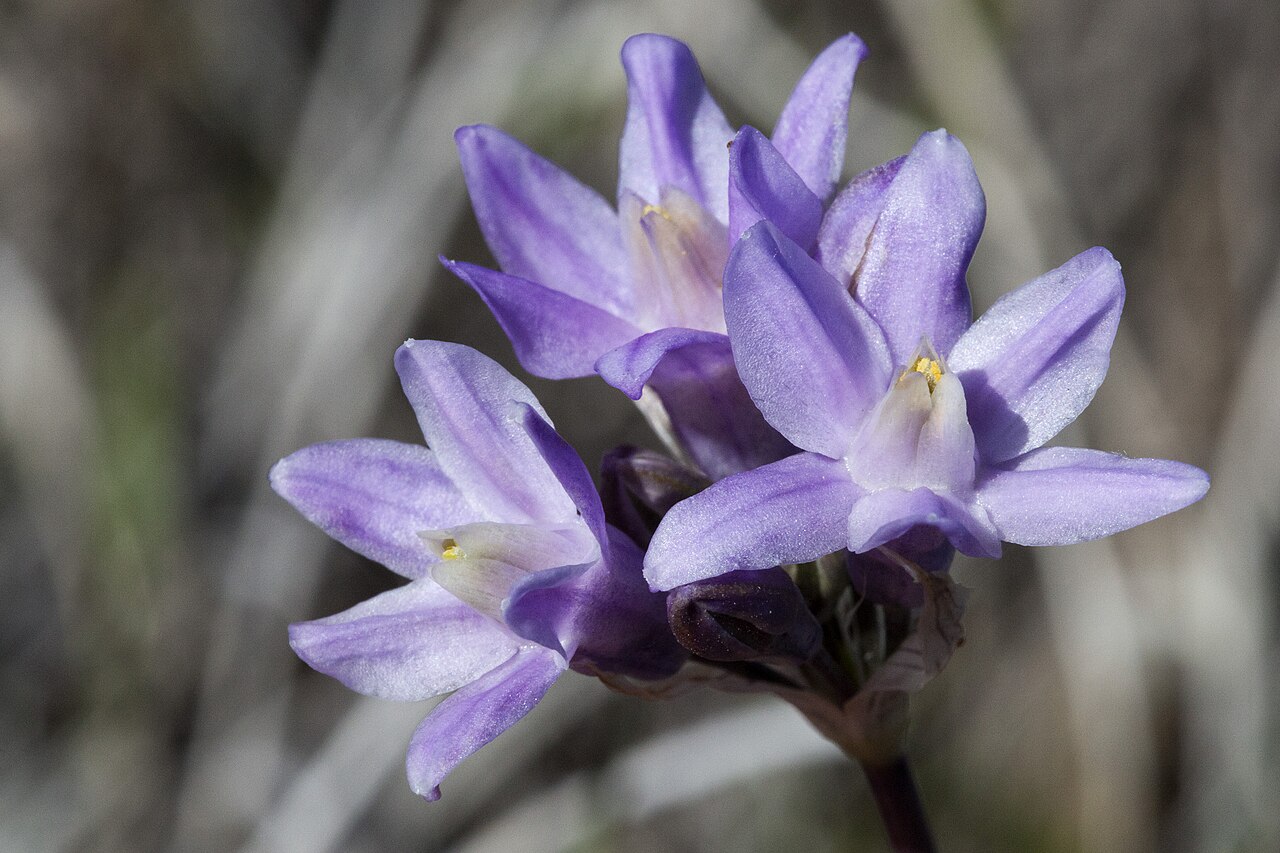 Blue Dicks (Dichelostemma capitatum) - PlantNative.org Close-up of Blue Dicks (Dichelostemma capitatum) blue-purple funnel-shaped flowers clustered in a head-like umbel, Arizona