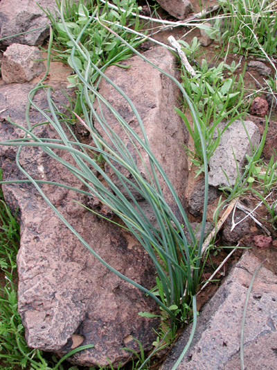 Blue Dicks (Dichelostemma capitatum) - PlantNative.org Grass-like basal leaves of Blue Dicks (Dichelostemma capitatum) emerging among rocks before flowering, Arizona
