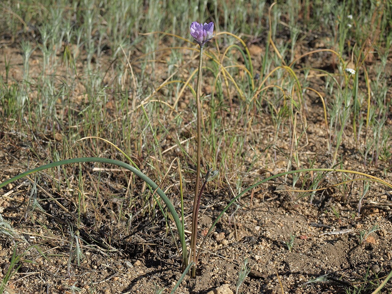 Blue Dicks (Dichelostemma capitatum) - PlantNative.org Blue Dicks (Dichelostemma capitatum) single flowering stem with grass-like basal leaf growing from rocky soil in the Sierra Nevada, California