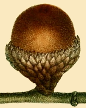 Bluejack Oak (Quercus incana) - PlantNative.org Historical botanical illustration of a Bluejack Oak (Quercus incana) acorn