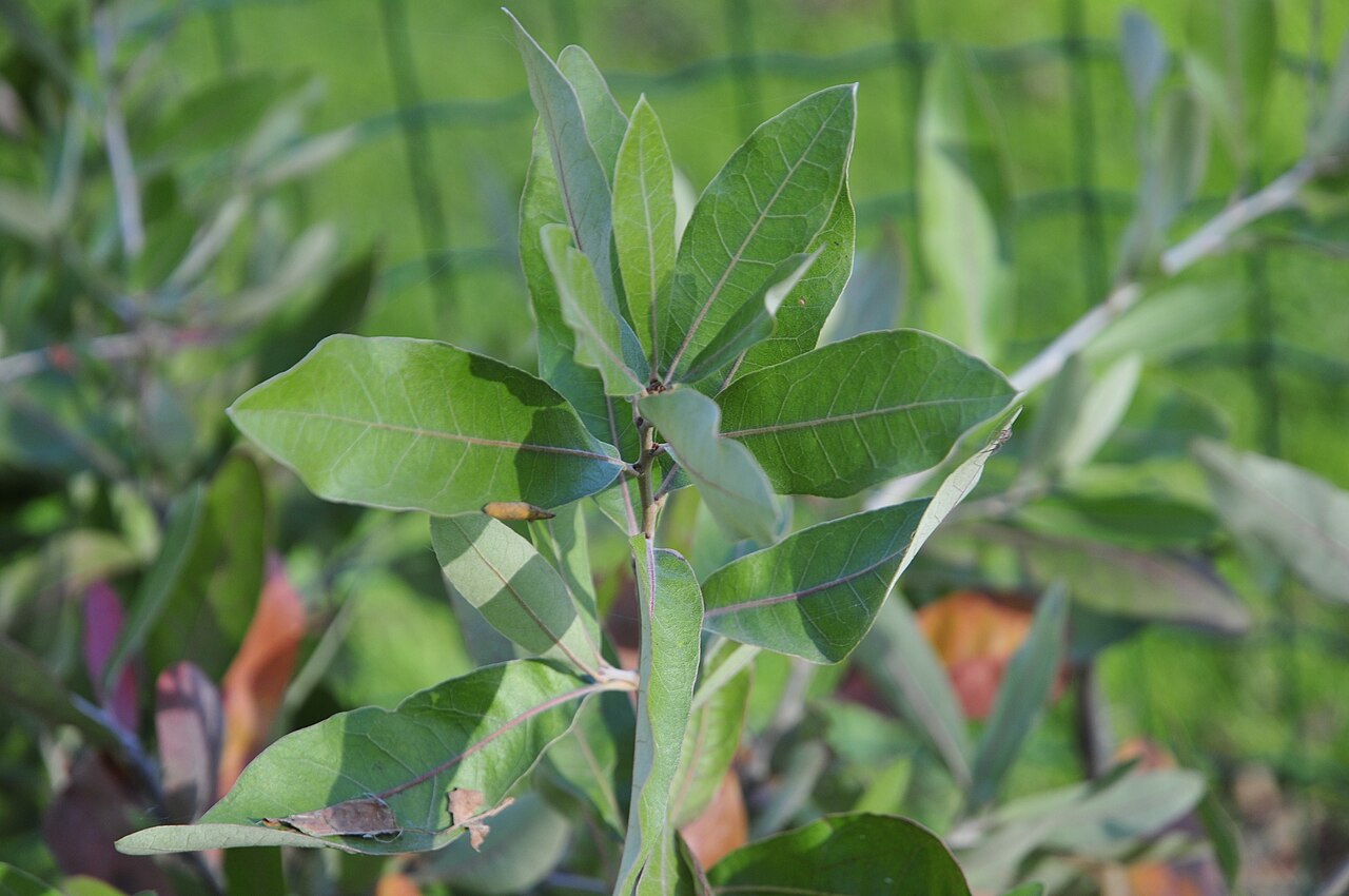 Bluejack Oak (Quercus incana) - PlantNative.org Bluejack Oak (Quercus incana) branch tip showing narrow, glossy, oval leaves
