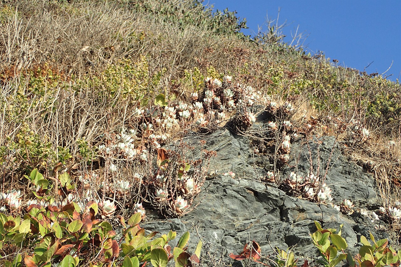 Bluff Lettuce (Dudleya farinosa) - PlantNative.org Bluff lettuce (Dudleya farinosa) colonies growing on a steep coastal cliff above the Pacific Ocean