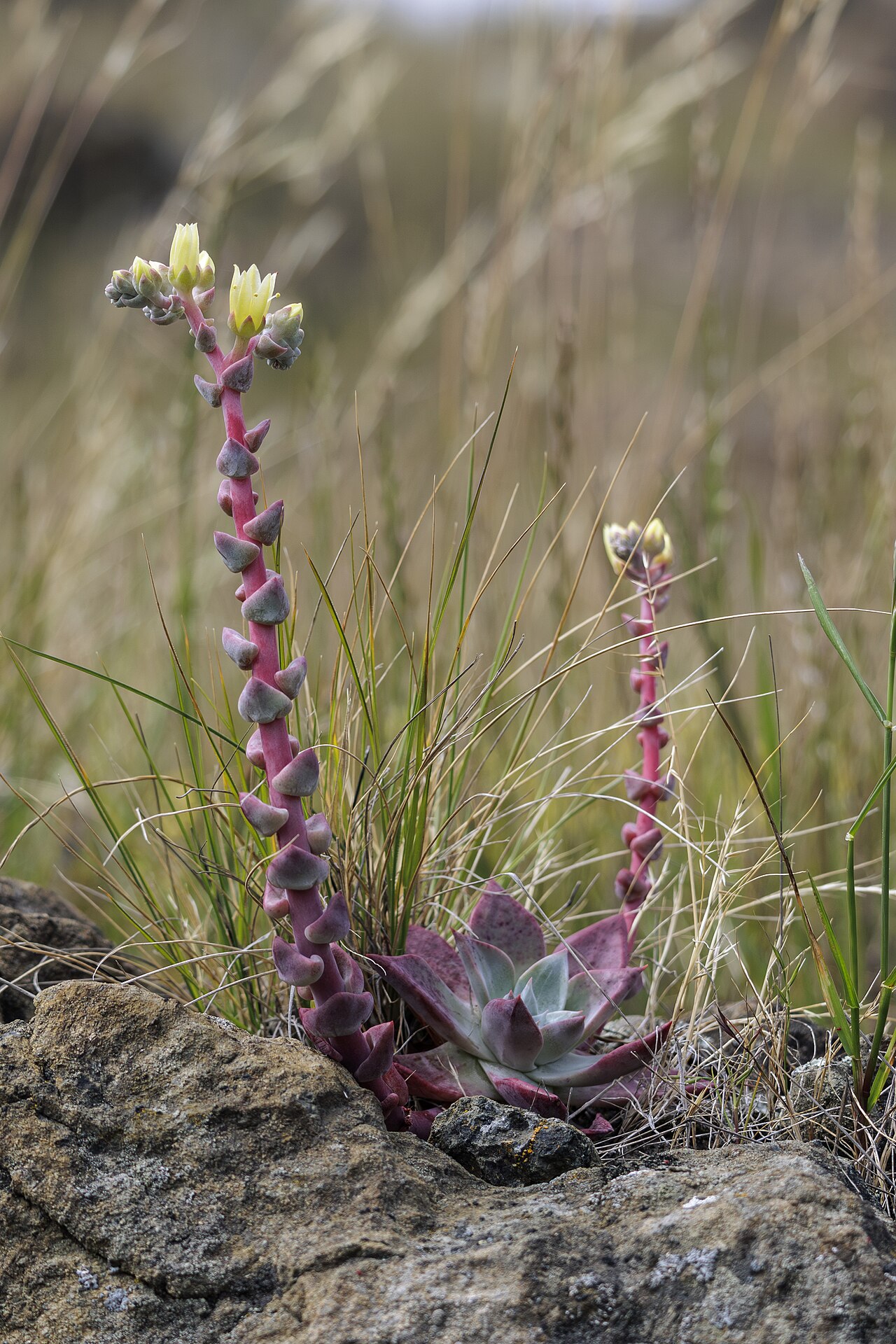 Bluff Lettuce (Dudleya farinosa) - PlantNative.org Bluff lettuce (Dudleya farinosa) reddish flower stalks with pale yellow star-shaped flowers rising from a rosette among coastal grasses