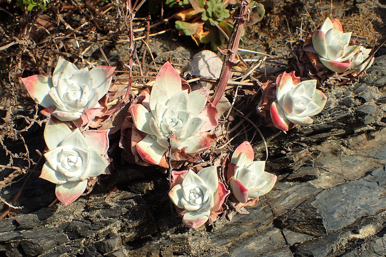 Bluff Lettuce (Dudleya farinosa) - PlantNative.org Bluff lettuce (Dudleya farinosa) cluster of pale blue-green rosettes with pink-tinged leaf tips on dark coastal rock