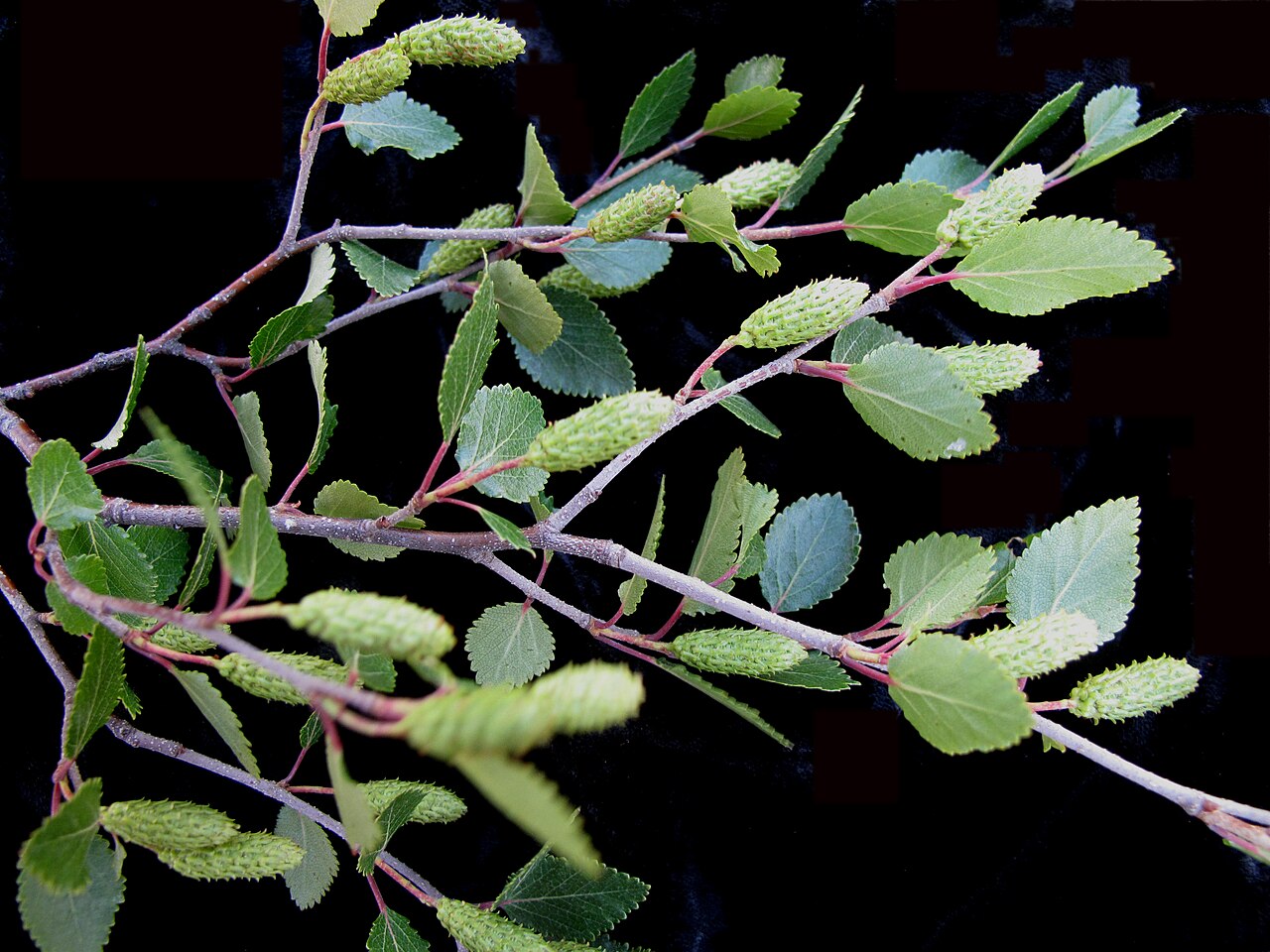 Bog Birch (Betula pumila) - PlantNative.org Bog birch (Betula pumila) branch with developing female catkins and rounded toothed leaves