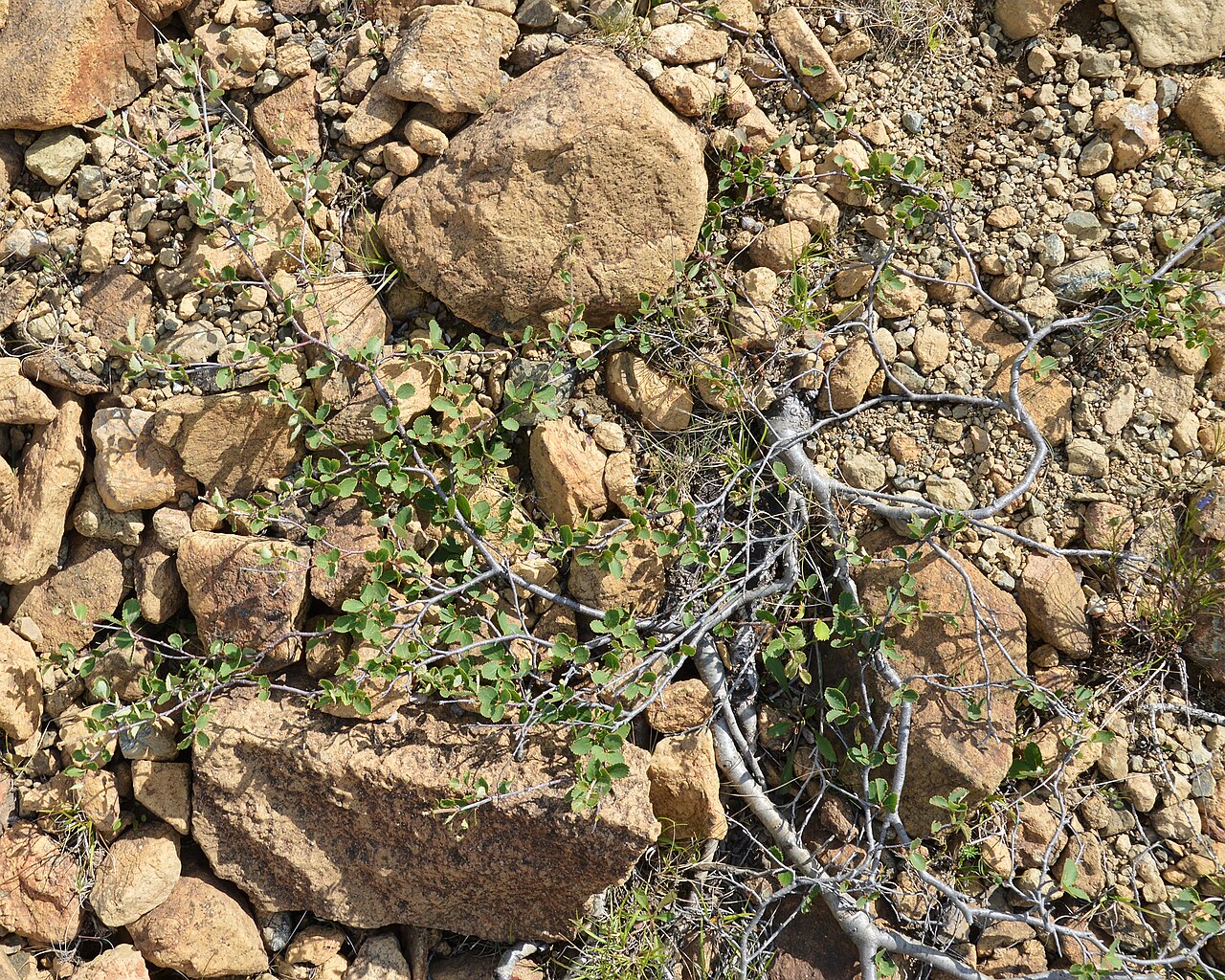Bog Birch (Betula pumila) - PlantNative.org Bog birch (Betula pumila) low shrub growing among rocks in open habitat