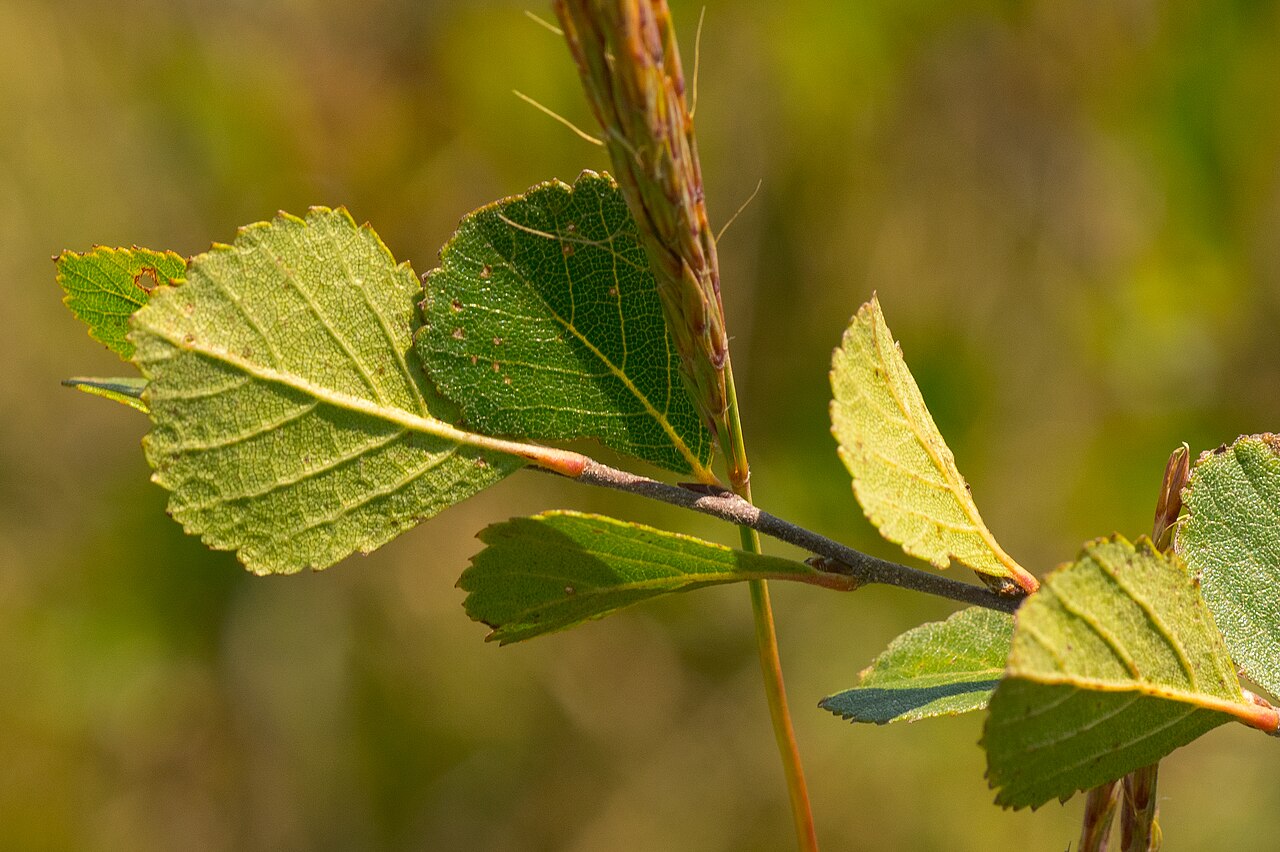 Bog Birch (Betula pumila) - PlantNative.org Close-up of bog birch (Betula pumila) rounded, coarsely toothed leaves on a reddish stem