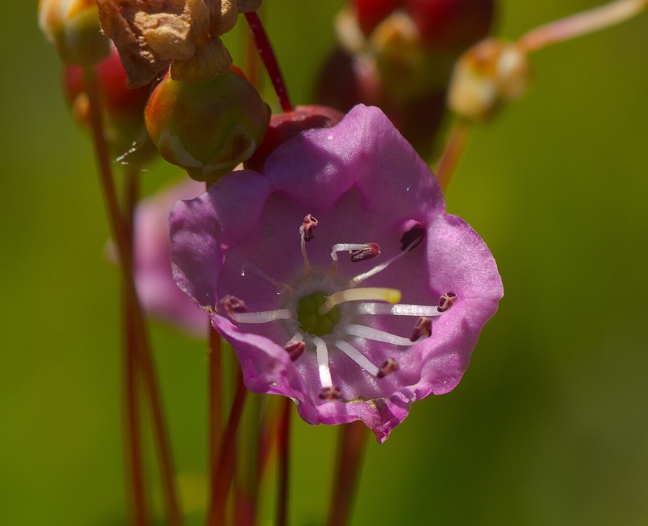 Close-up of a single Bog Laurel flower showing the five-lobed pink corolla and ten anthers tucked into petal pockets