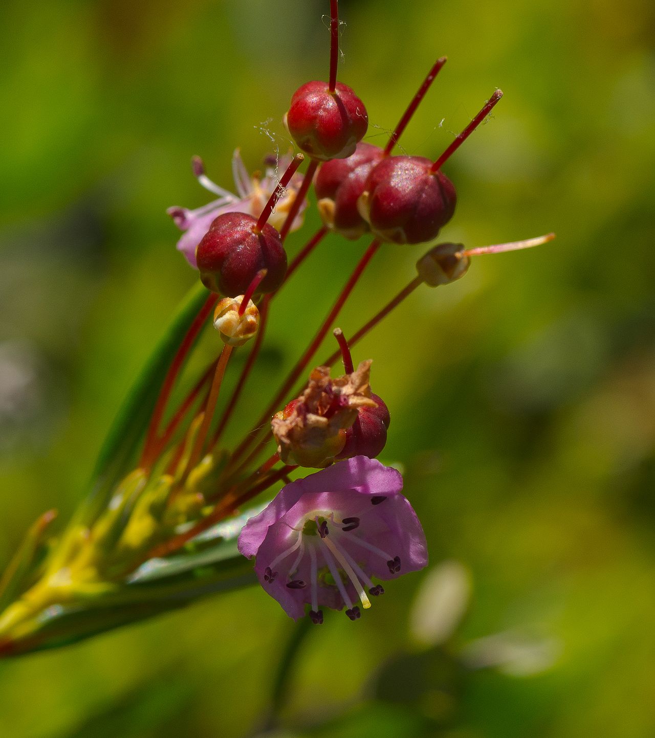 Bog Laurel branch with pink flowers and the previous year's dry seed capsules still attached