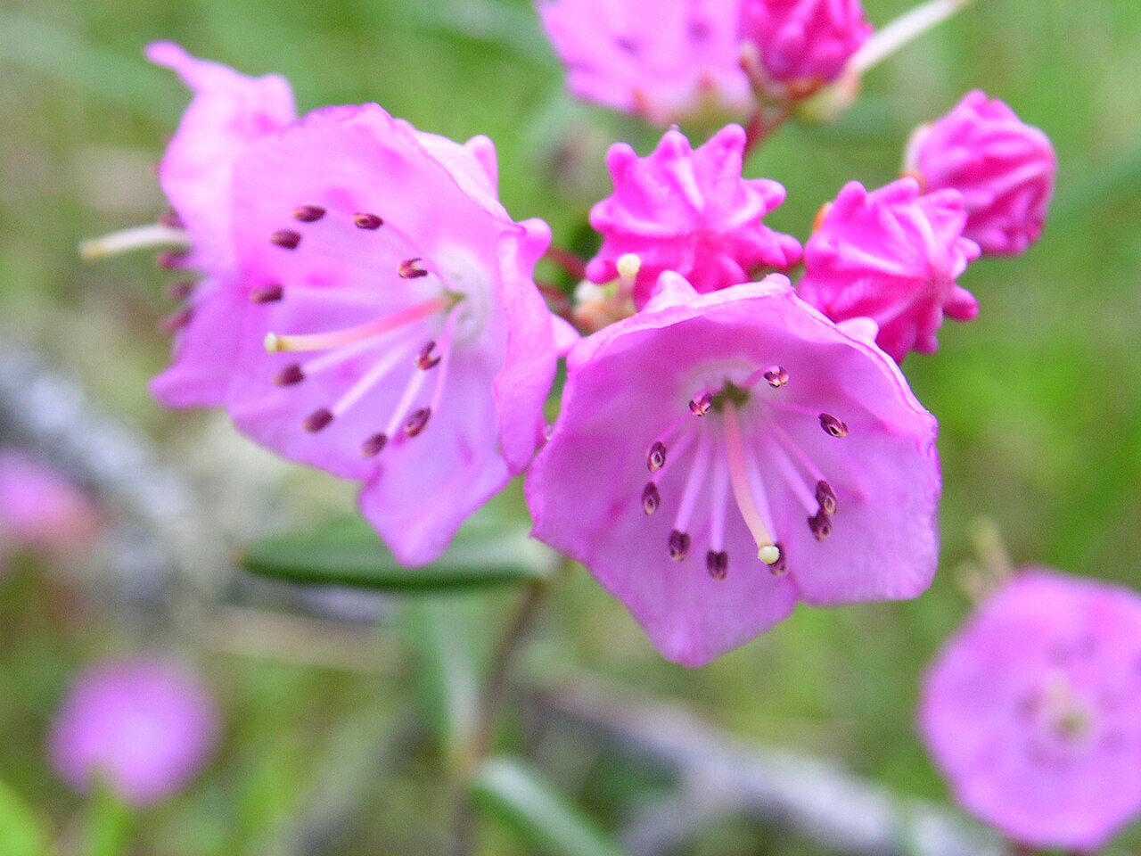 Bog Laurel (Kalmia polifolia) cluster of pink saucer-shaped flowers with needle-like leaves