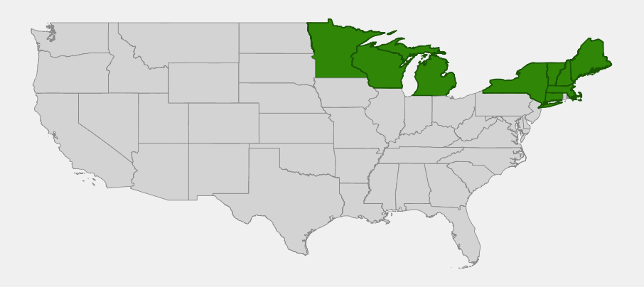 Native range map of Bog Laurel (Kalmia polifolia) showing distribution across New England, New York, and the western Great Lakes states