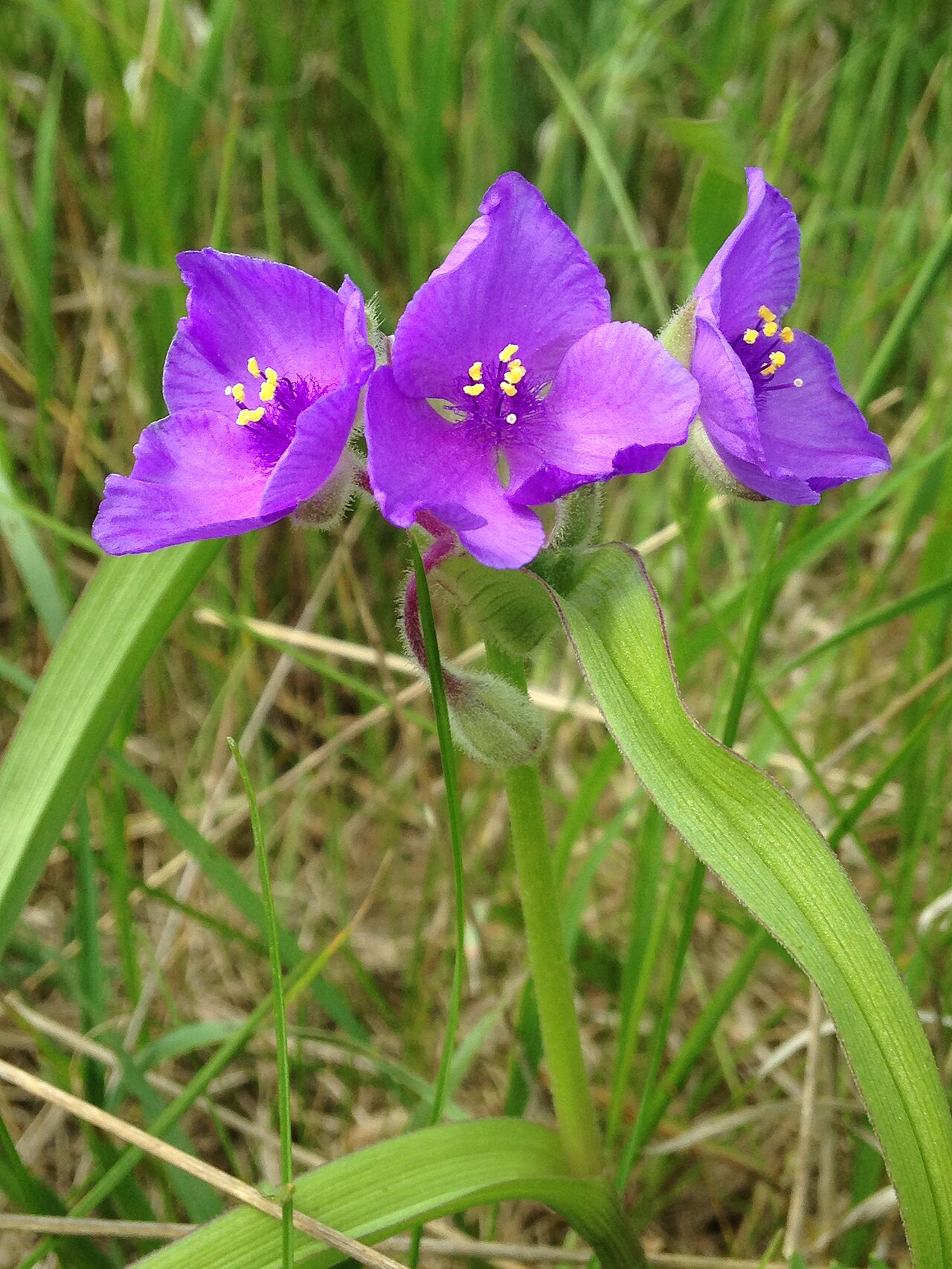 Bracted Spiderwort (Tradescantia bracteata) - PlantNative.org Close-up of purple longbract spiderwort flowers with yellow-tipped hairy stamens, found in North Dakota